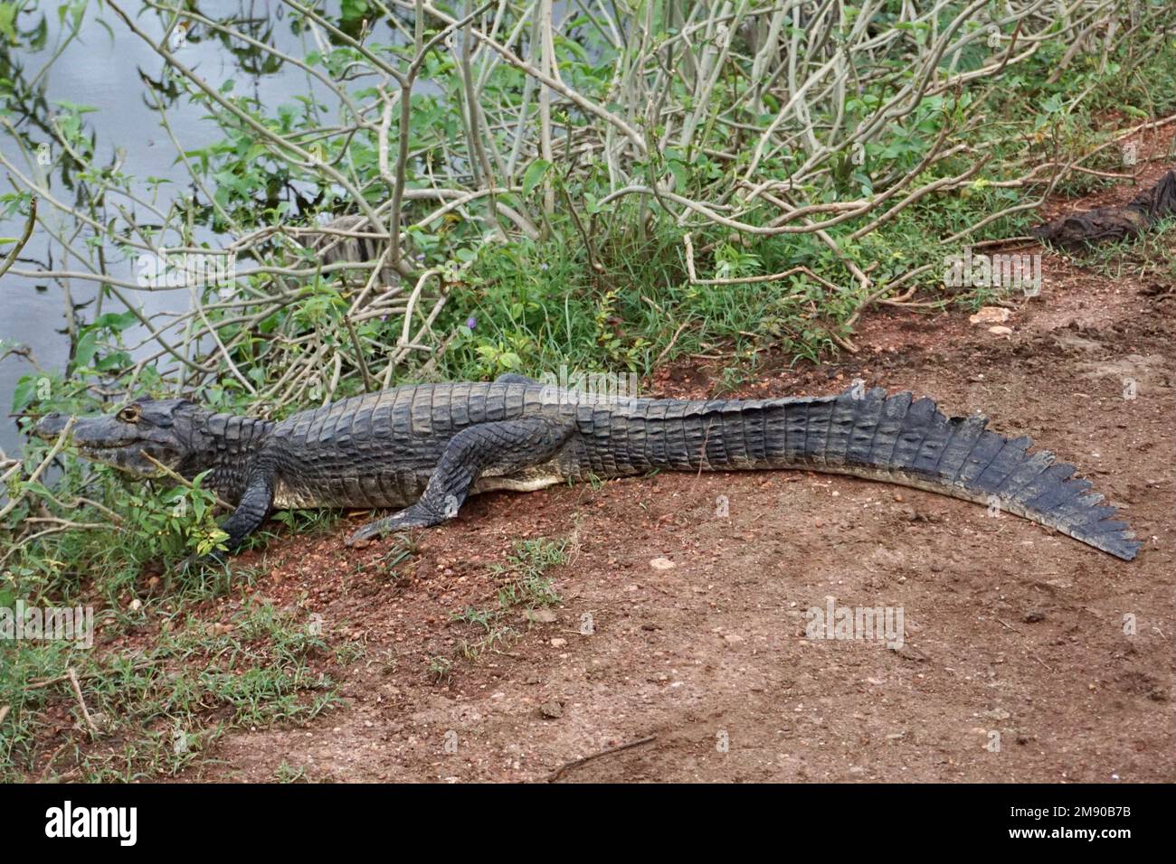 Il caiman dall'aspetto felice (jacare) si trova sulla riva del fiume accanto alla strada Foto Stock