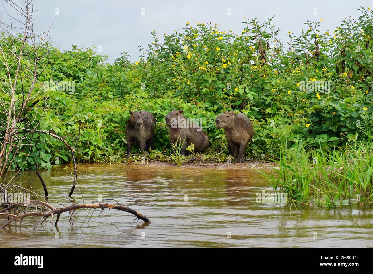 Tre capibara seduti sulla riva del fiume Cuiaba in Brasile Foto Stock
