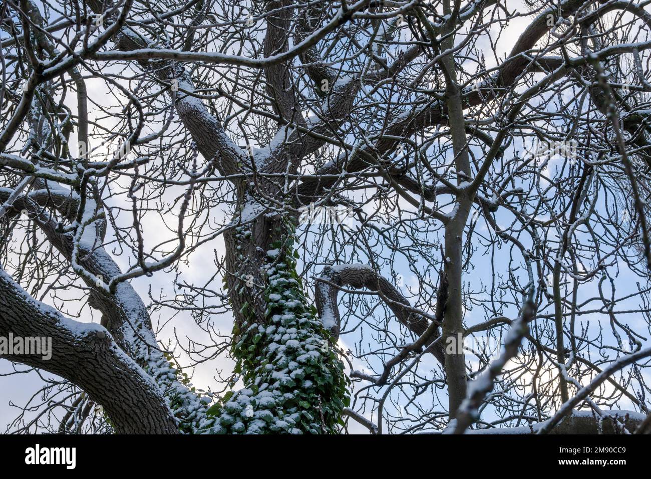 Coperta di neve albero in inverno. Foto Stock