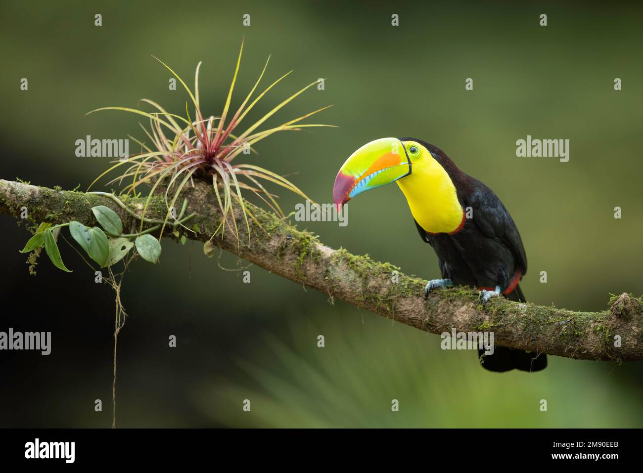 Toucan (Ramphastos sulfuratus) costellato di chiglia arroccato su ramo con bromeliad, foresta pluviale di Lowland, Boca Tapada, Provincia di Alajuela, Costa Rica Foto Stock