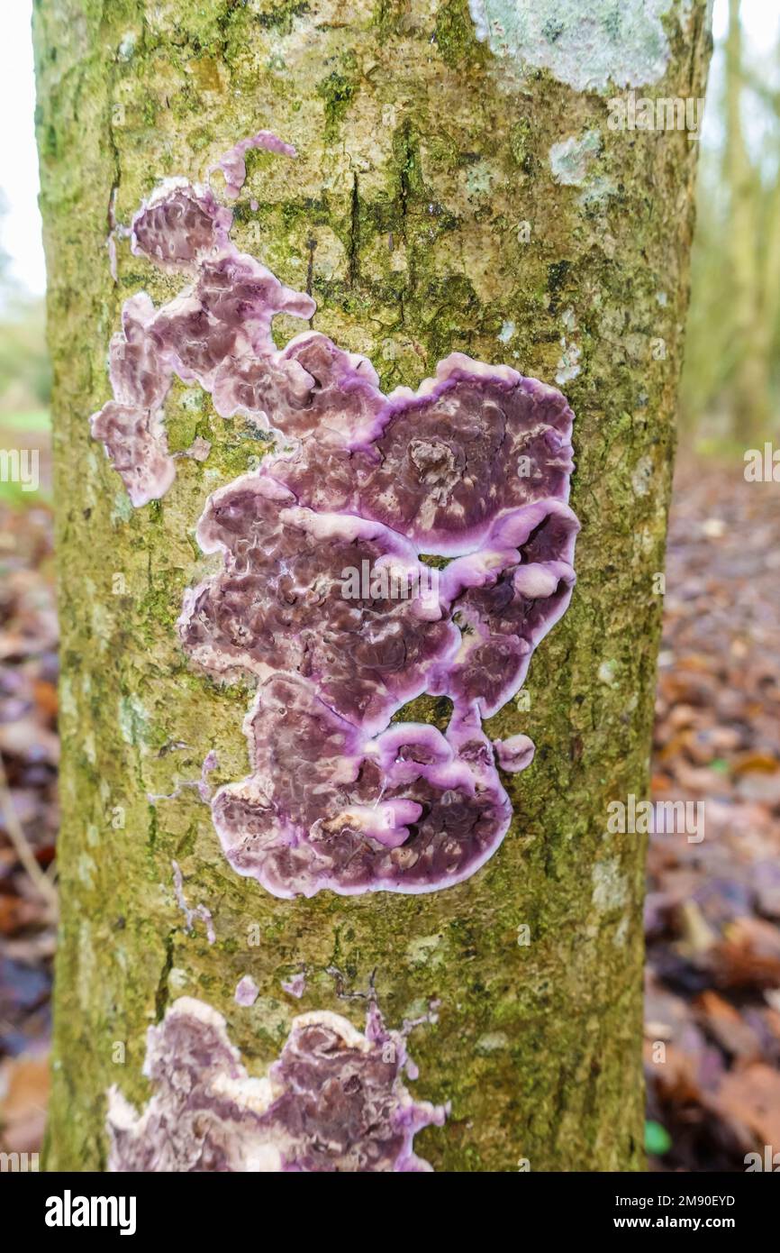 Fungus (Chondrostereum purpurpurpureum) su un albero vivente, in una riserva naturale nella campagna dell'Herefordshire UK. Dicembre 2022 Foto Stock