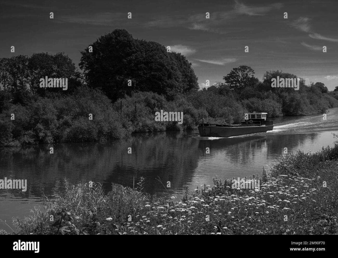 Una chiatta funzionante che trasporta aggregato in un viaggio di tre miglia lungo il fiume Severn da Ripple a Upton Upon Severn, Worcestershire Inghilterra UK. Giugno 202 Foto Stock