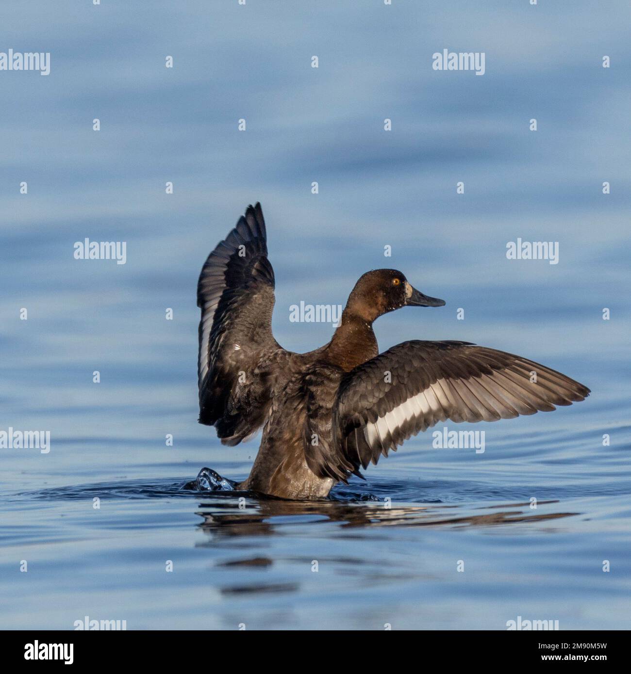 Un più grande scaup (Aythya marila) flaps le sue ali sul fiume Ottawa vicino ai cancelli dell'impianto di filtrazione dell'acqua Britannia. Foto Stock