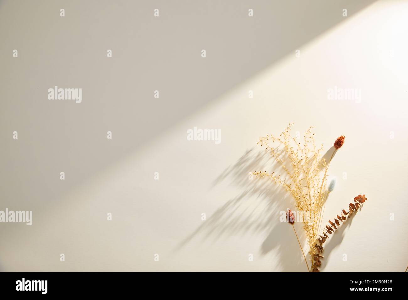 Fiori secchi romantici su uno sfondo solido Foto Stock