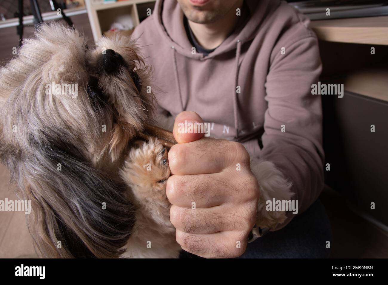 foto di un cane che mangia un gustoso bastone tenuto da un uomo Foto Stock