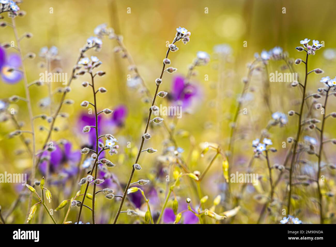 Myosotis primo piano. Nell'emisfero settentrionale sono denominati colloquialmente dimenticare-me-nots o erbe dello Scorpion. Foto Stock