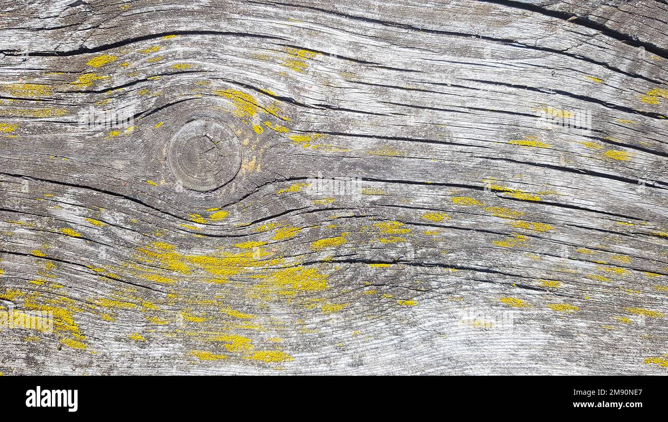 Vecchio sfondo in legno. Struttura in legno con motivo naturale. Foto Stock