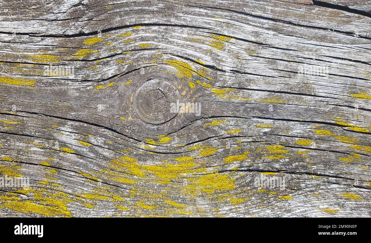 Vecchio sfondo in legno. Struttura in legno con motivo naturale. Foto Stock