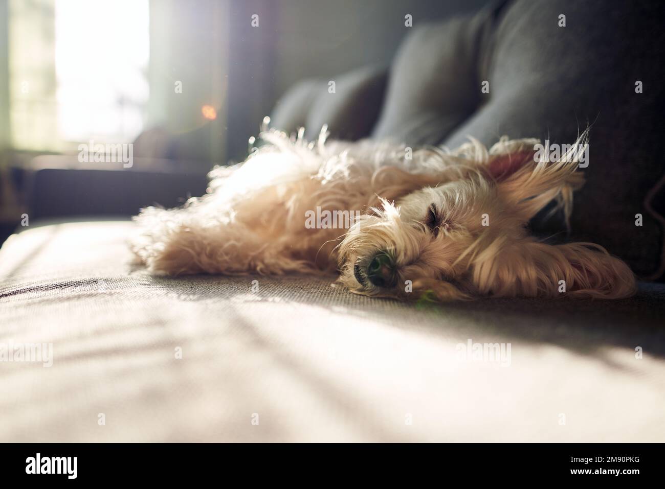 Cute cane bianco sdraiato sul divano al mattino raggi del sole a casa. Cura animale. Amore e amicizia. Animali domestici. Foto Stock