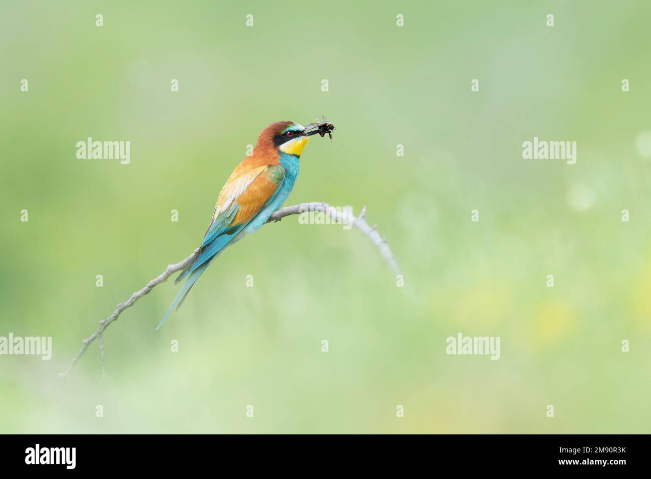 European Bee-eater (Merops apiaster) on perch eating bumble bee, Bratsigovo, Bulgaria Foto Stock