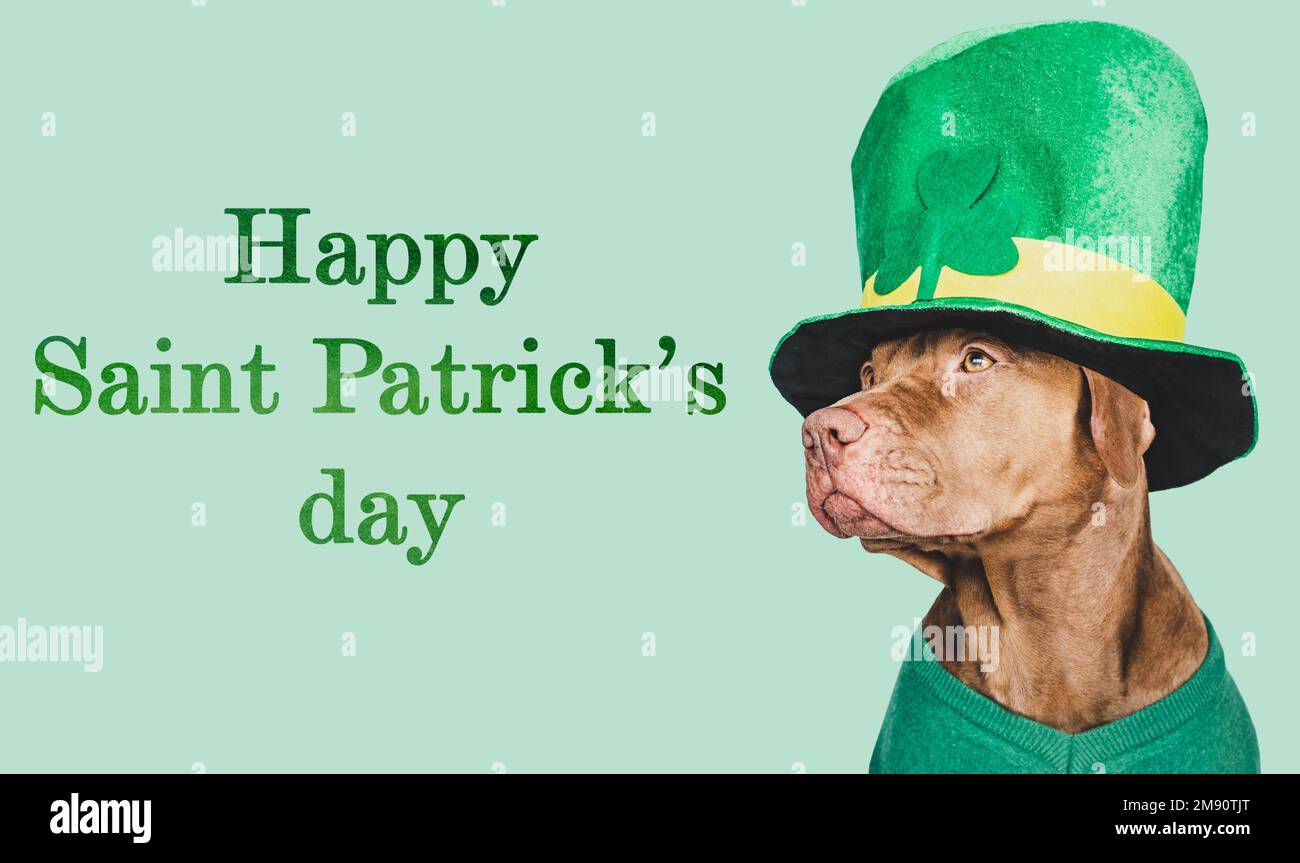 Cucciolo e un cappello verde brillante leprechaun Foto Stock