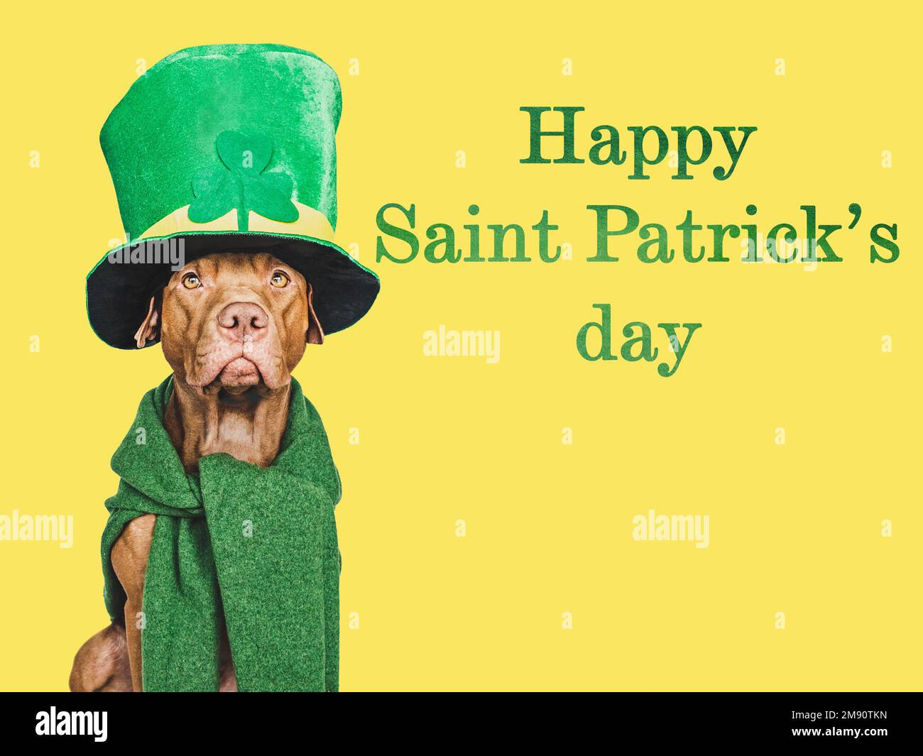Cucciolo e un cappello verde brillante leprechaun Foto Stock