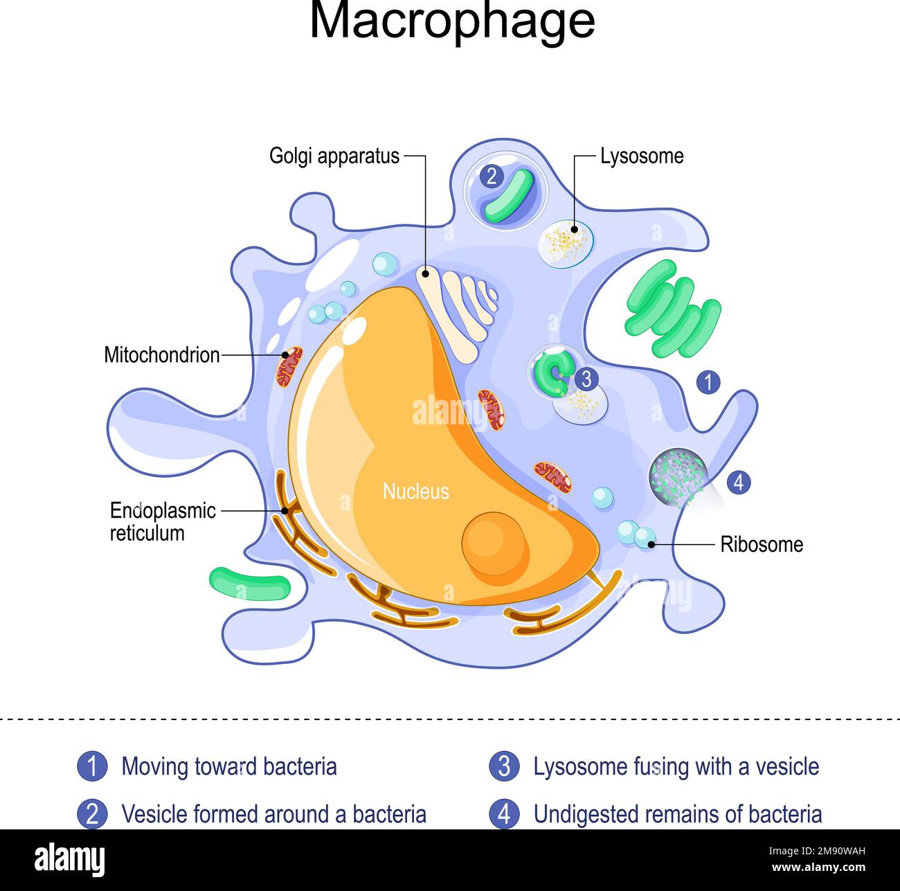 anatomia macrofago. struttura delle cellule immunitarie. Fagocitosi di processo di un batterio con formazione di fagosoma e fagolisoma. globuli bianchi Illustrazione Vettoriale