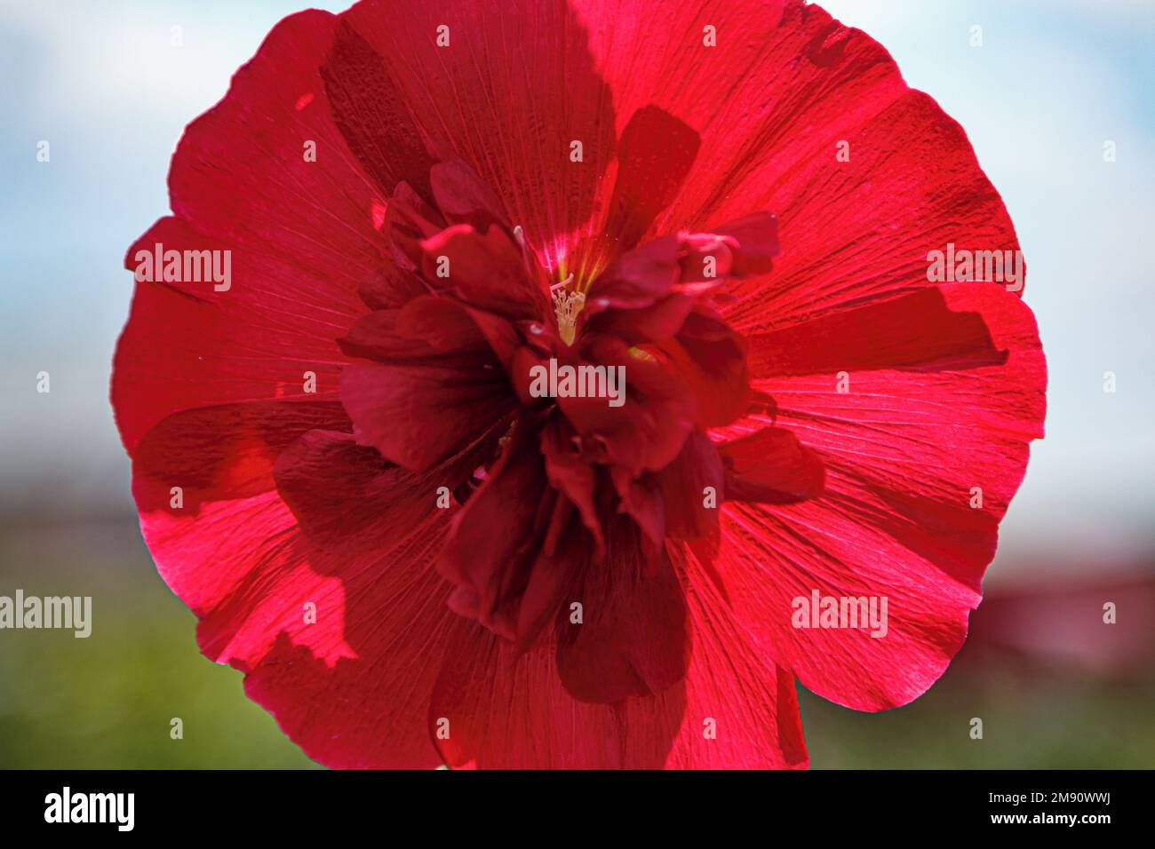 Fioritura mallow terry reale. Primo piano di un fiore rosso nel giardino Foto Stock