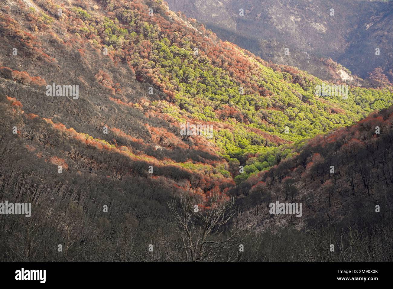 Montagne spagnole con pineta bruciata dopo il fuoco selvatico, Mijas, Malaga, Andalusia, Spagna Foto Stock