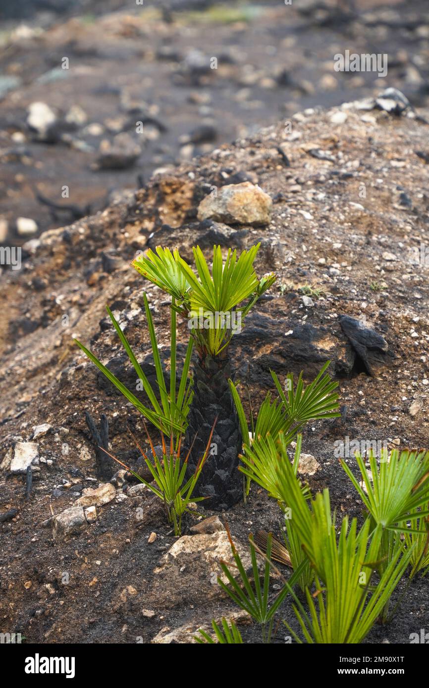 Palma europea fan, humilis Chamaerops crescere di nuovo dopo il fuoco selvatico, Spagna. Foto Stock