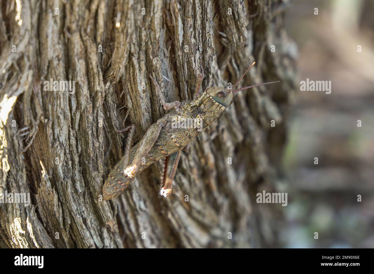Cavalletta egiziana, Anacridium aegyptium su una corteccia d'albero in Andalusia, Spagna. Foto Stock