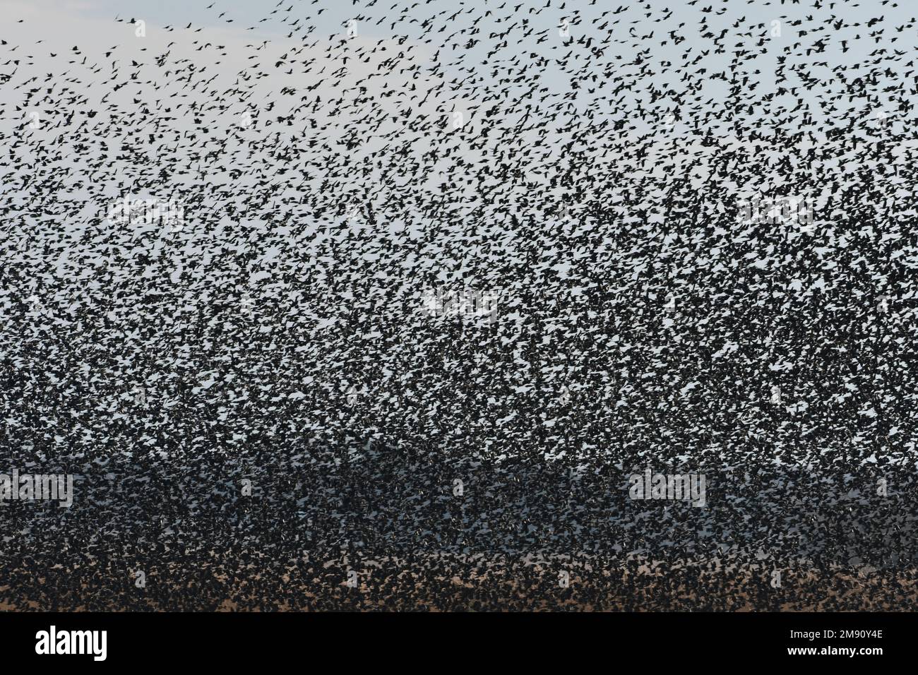 Tonnellate di gralle e uccelli neri con ali rosse si riversano in volo Foto Stock