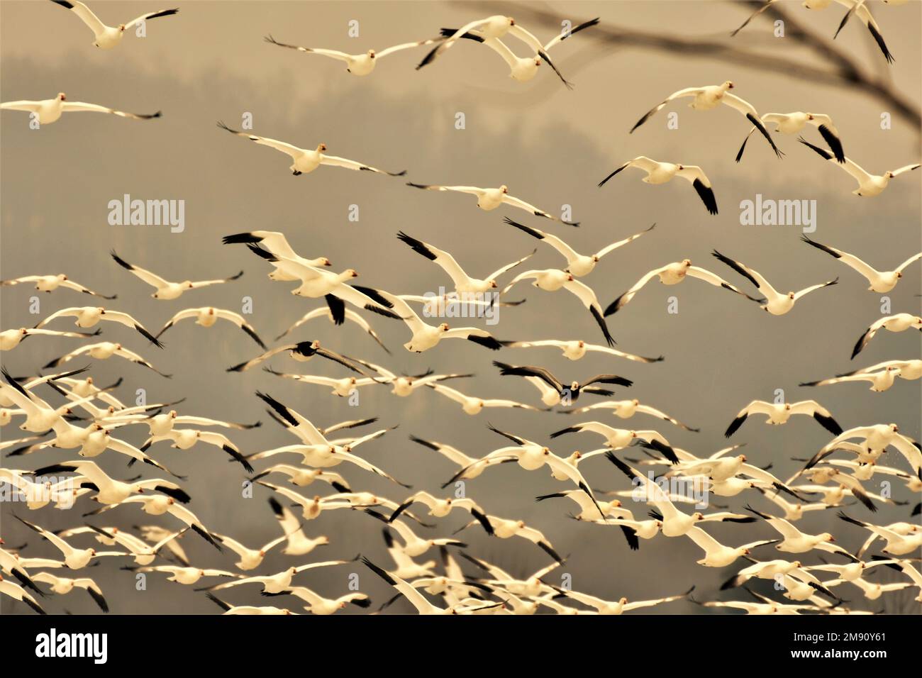 Migrazione di oche e cigni volanti Foto Stock