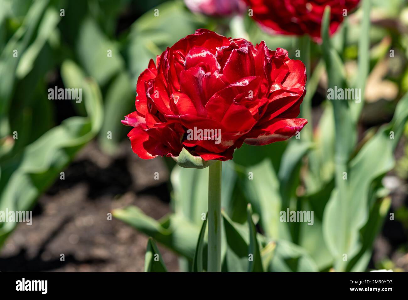 Un tulipano rosso con fronzoli in primavera, primo piano Foto Stock