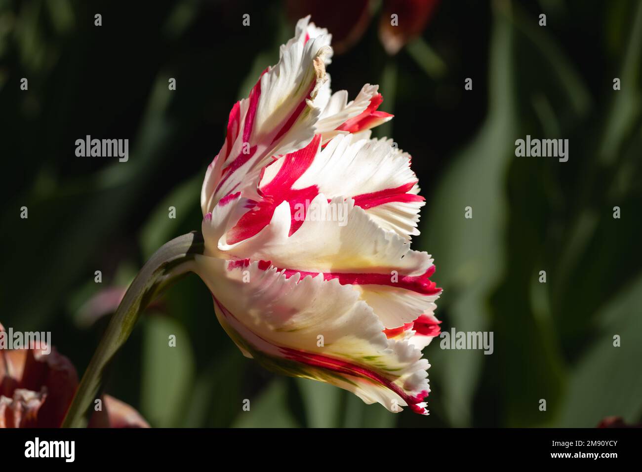 Primo piano di un tulipano bianco e rosso fritto, proflie Foto Stock