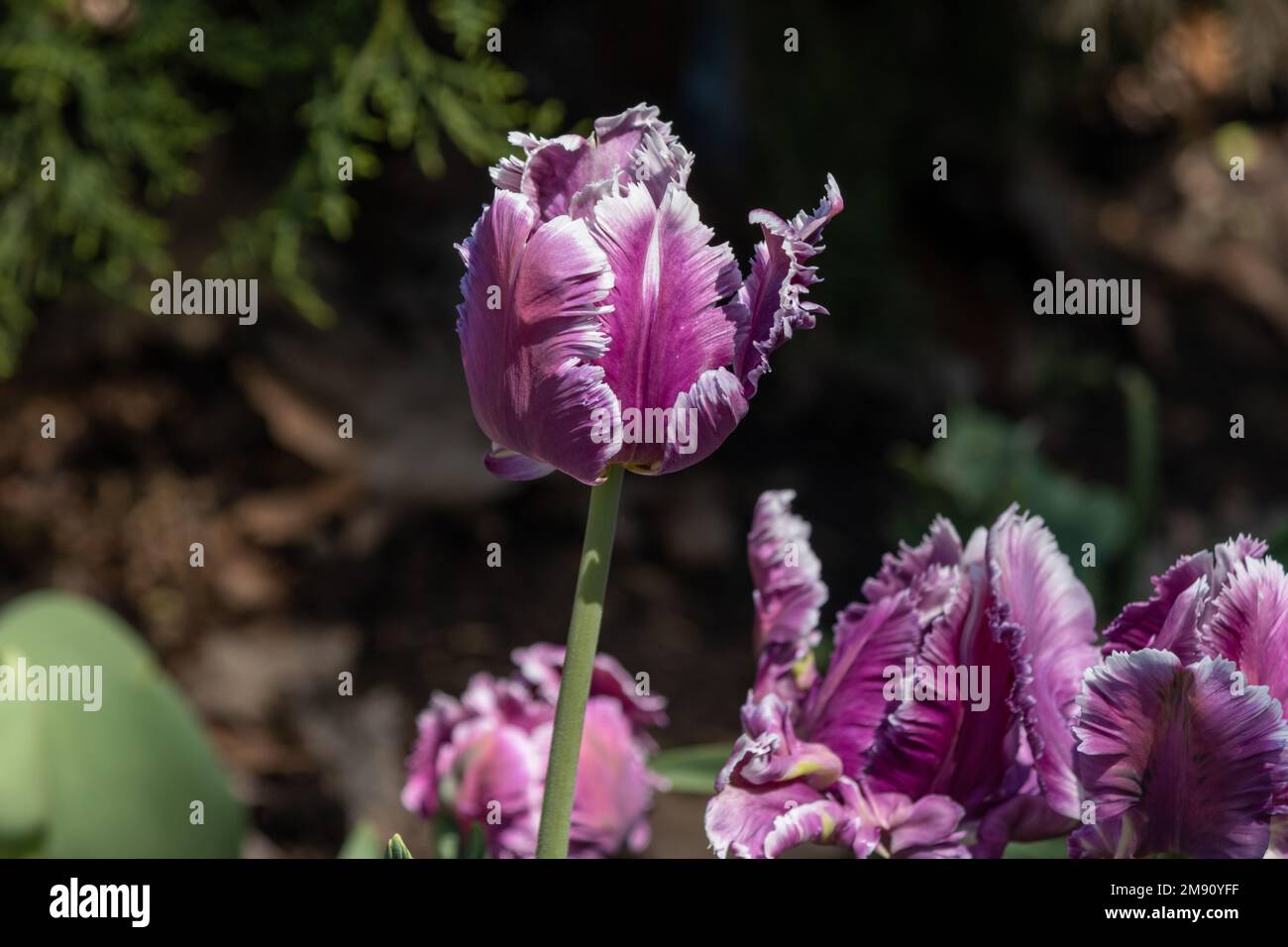 Un tulipano magenta frangiato in primavera che sorge sopra un letto di fiori di tulipano Foto Stock
