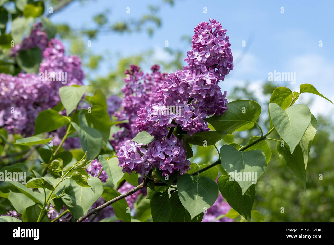 Lilla viola in piena fioritura in primavera Foto Stock