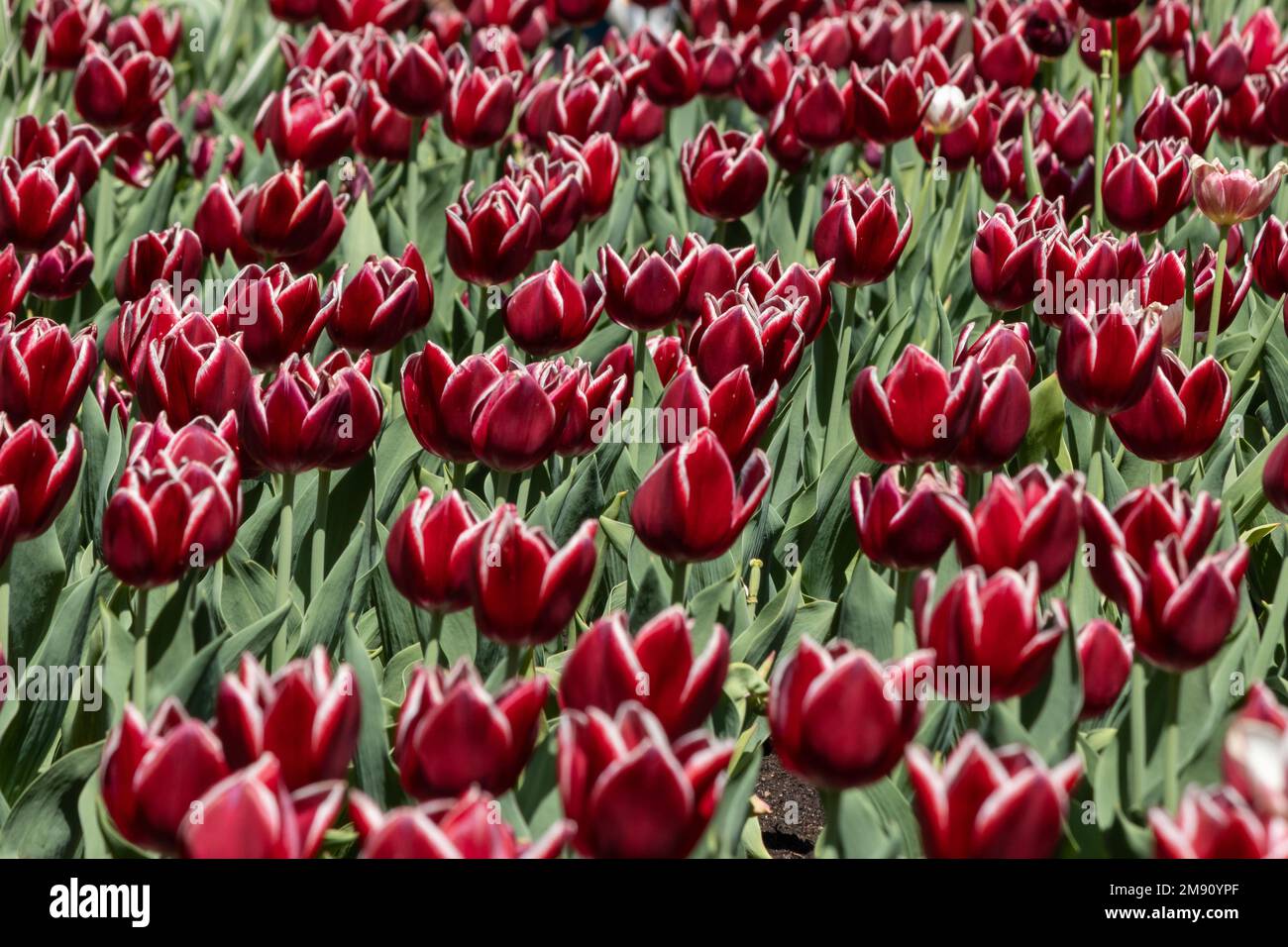Rosso con tulipani bianchi, tulipani canadesi, in primavera Foto Stock