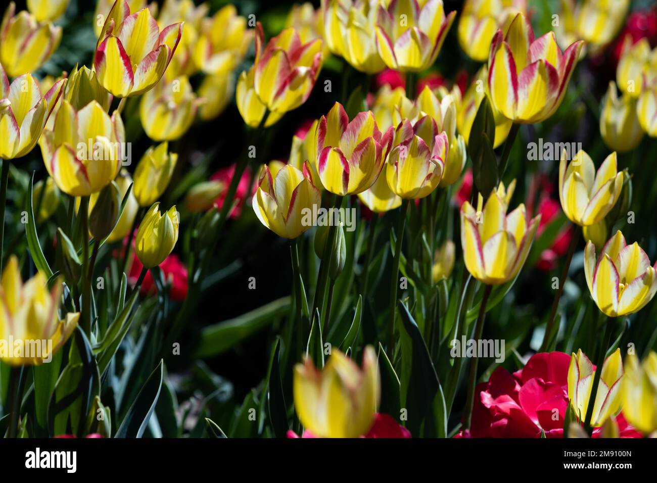 Tulipani gialli con un rossore rosso, simulando l'alba Foto Stock