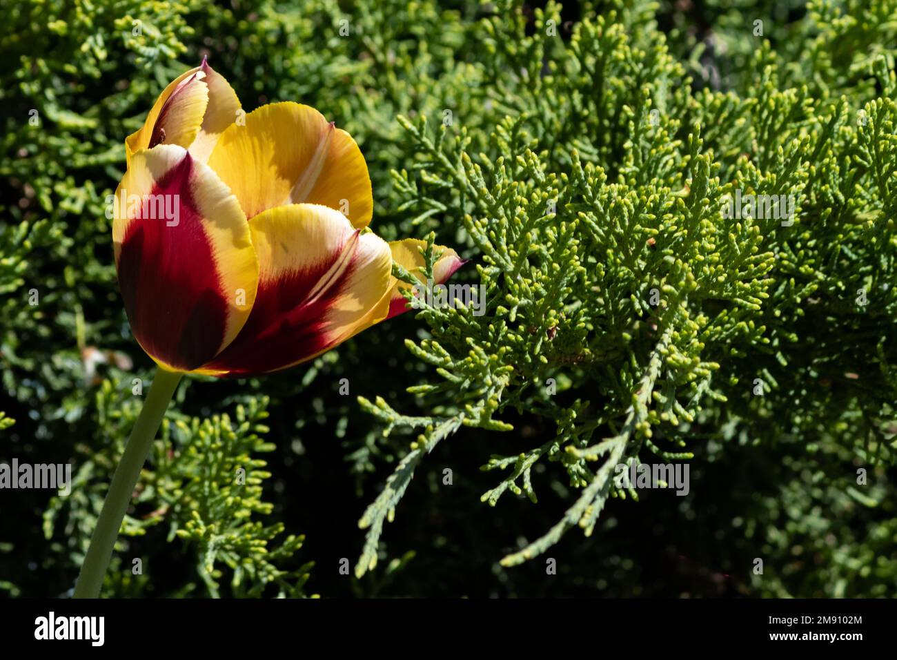 Uno showy tulipano rosso e giallo accanto a una siepe di cedro Foto Stock