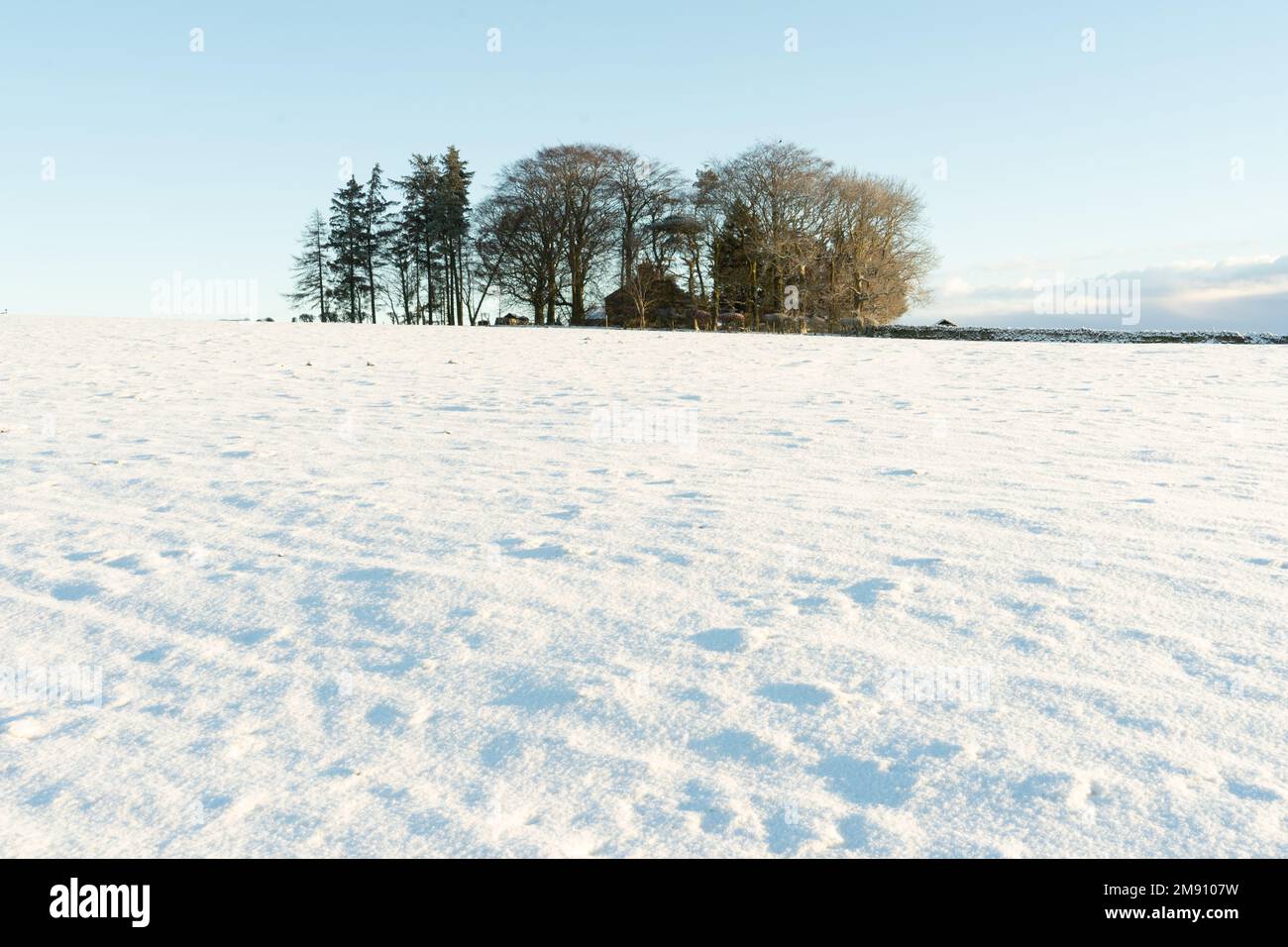 Campi innevati con alberi all'orizzonte, Northumberland Foto Stock