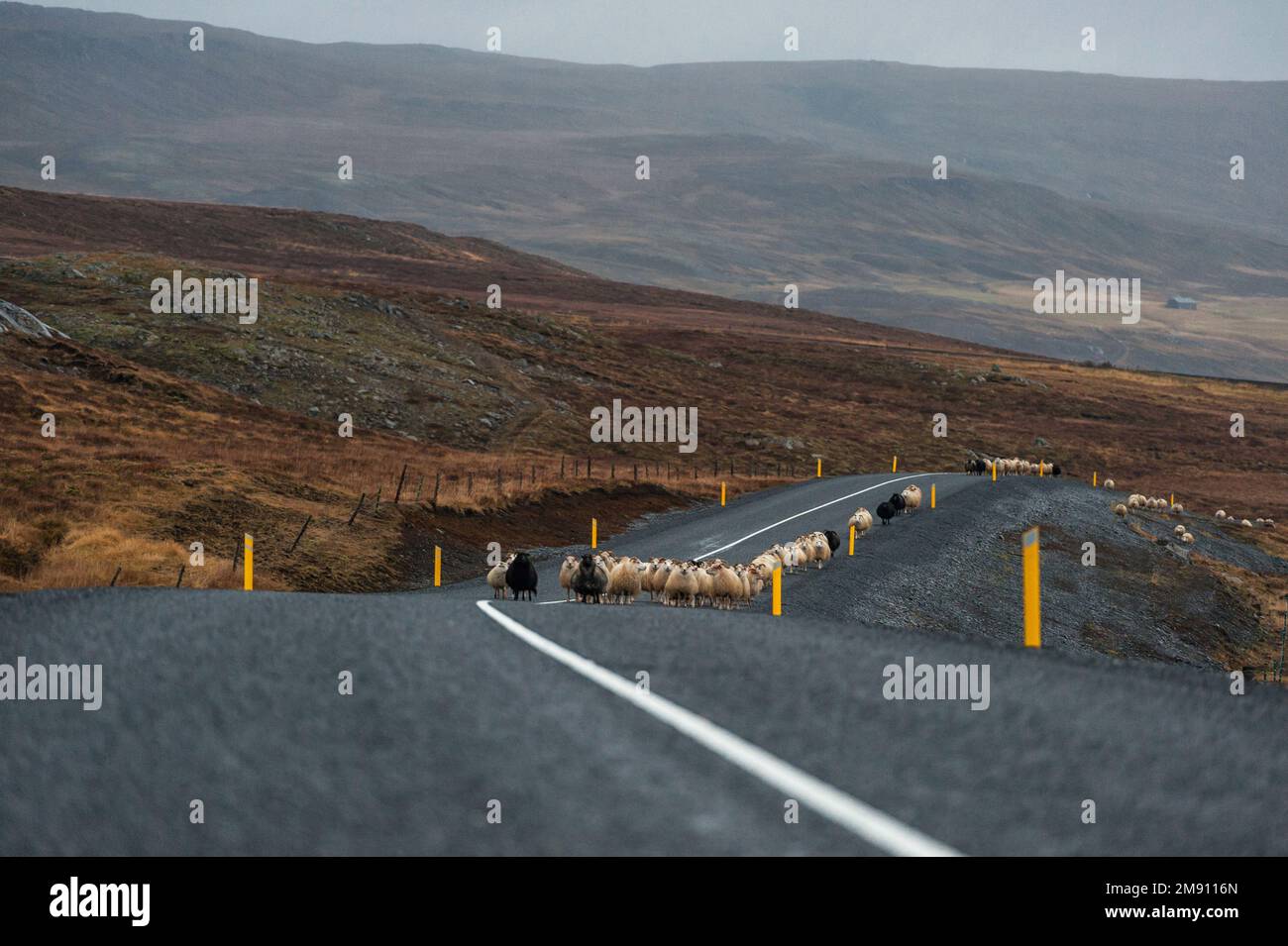 Strada vuota e pecore in Islanda. Natura selvaggia. Foto Stock