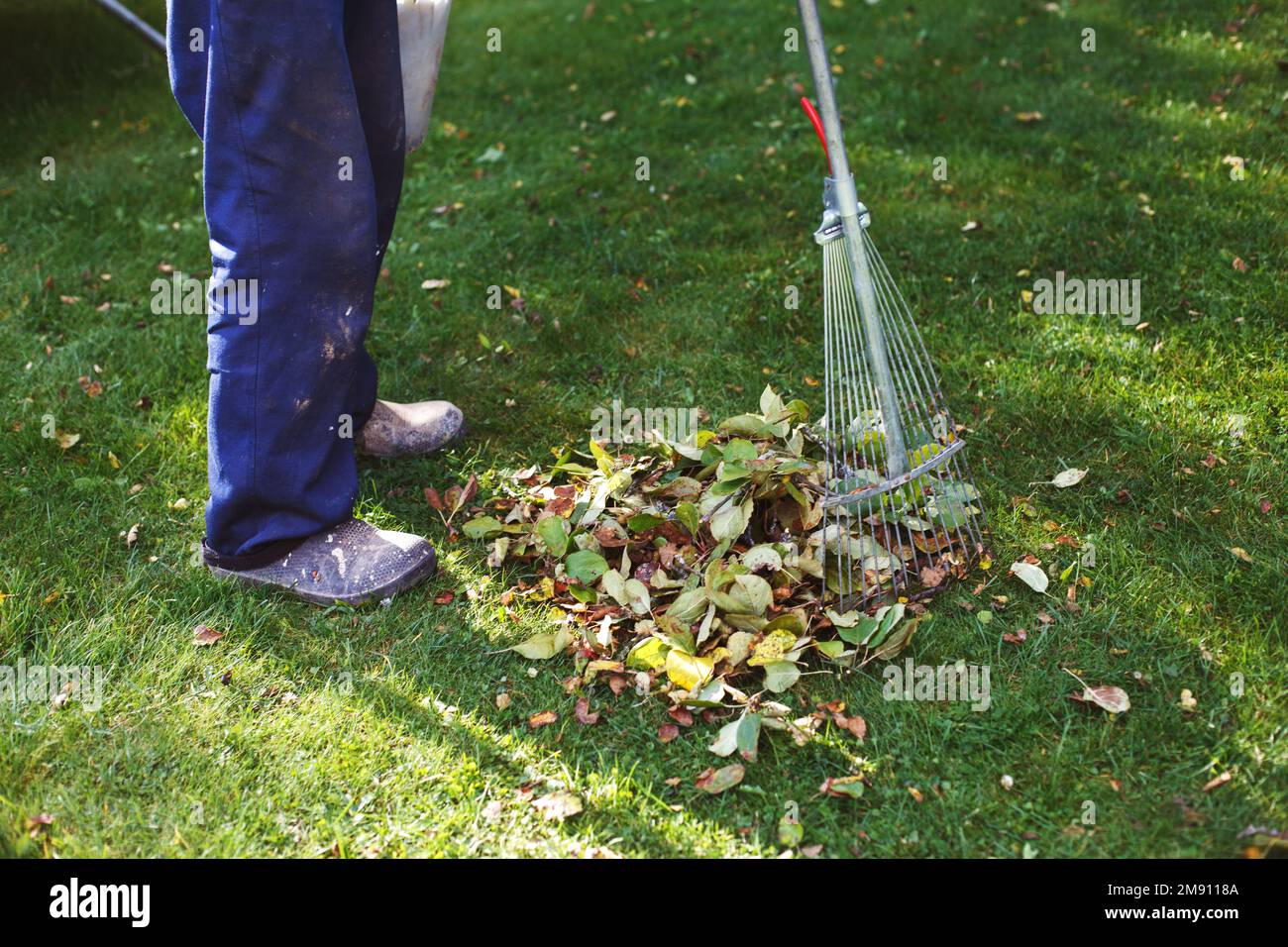 l'uomo che scava le foglie autunnali cadute sul suo prato. concetto di lavoro autunnale. Foto Stock