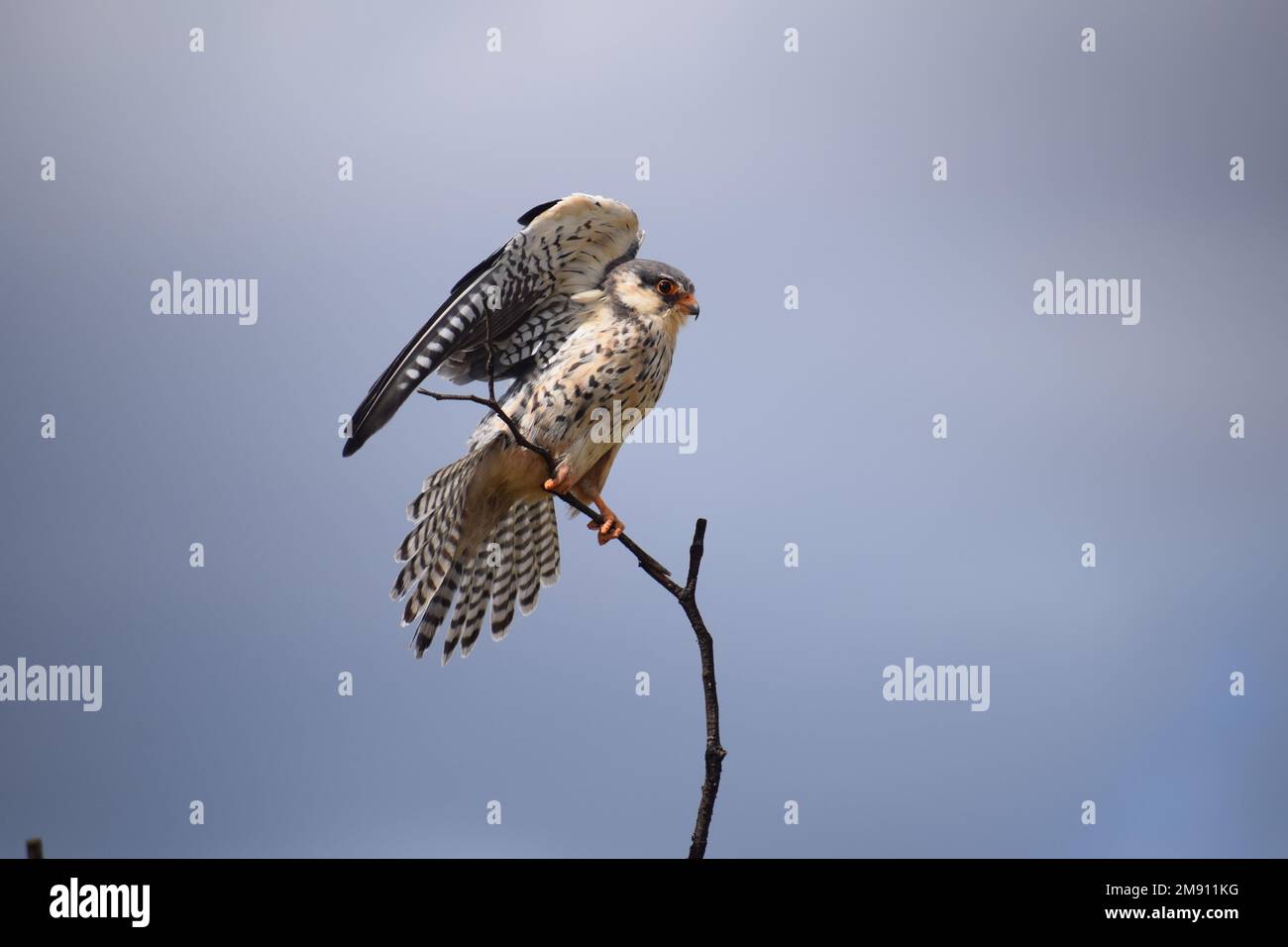 Amur Falcon che vana la coda e sparge lunghe ali in preparazione per un lungo viaggio in Asia dopo la migrazione meridionale al Kruger Park, Sudafrica. Foto Stock