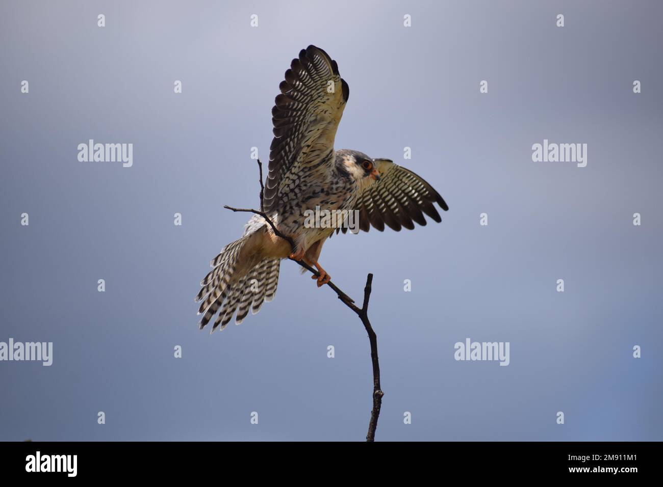 Amur Falcon che vana la coda e sparge lunghe ali in preparazione per un lungo viaggio in Asia dopo la migrazione meridionale al Kruger Park, Sudafrica. Foto Stock