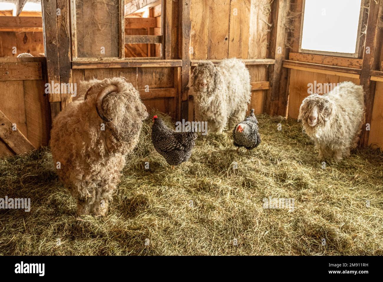 Capre di Angora su una fattoria del Massachusetts Foto Stock