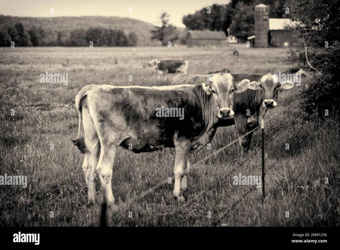 Mucche Jersey in una fattoria del New England Foto Stock