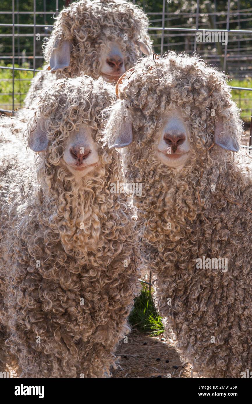 Capre di Angora su una fattoria del Massachusetts Foto Stock