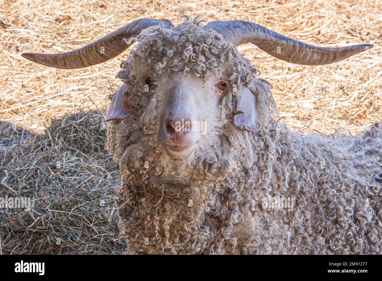 Capre di Angora su una fattoria del Massachusetts Foto Stock