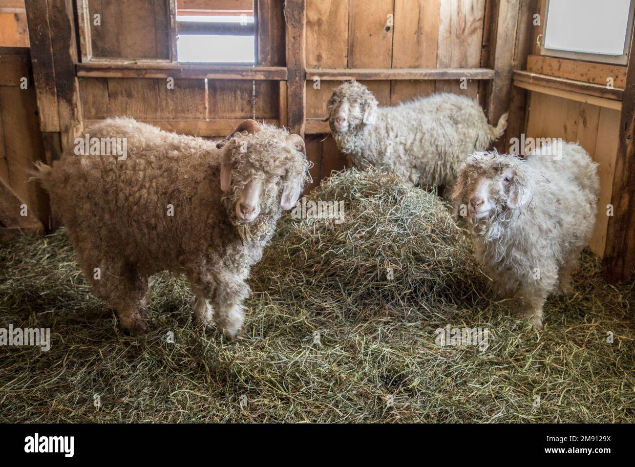 Capre di Angora su una fattoria del Massachusetts Foto Stock
