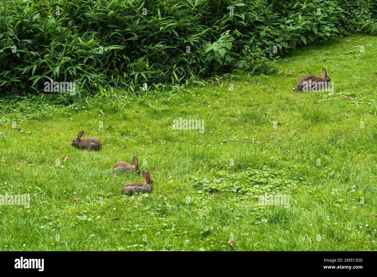 Famiglia di conigli selvatici in prato verde vicino al cespuglio dove si nascondono, madre con giovani coniglietti giovani, piccoli mammiferi della famiglia Leporidae. Foto Stock