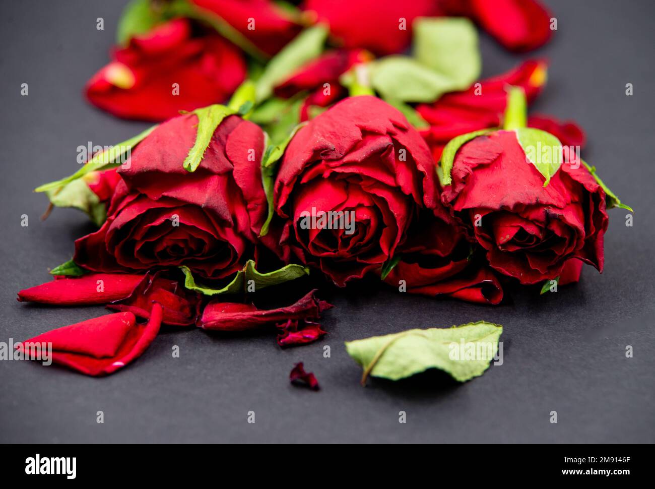 Primo piano di fiori di rosa rossi con foglie cadute su sfondo nero. Foto Stock