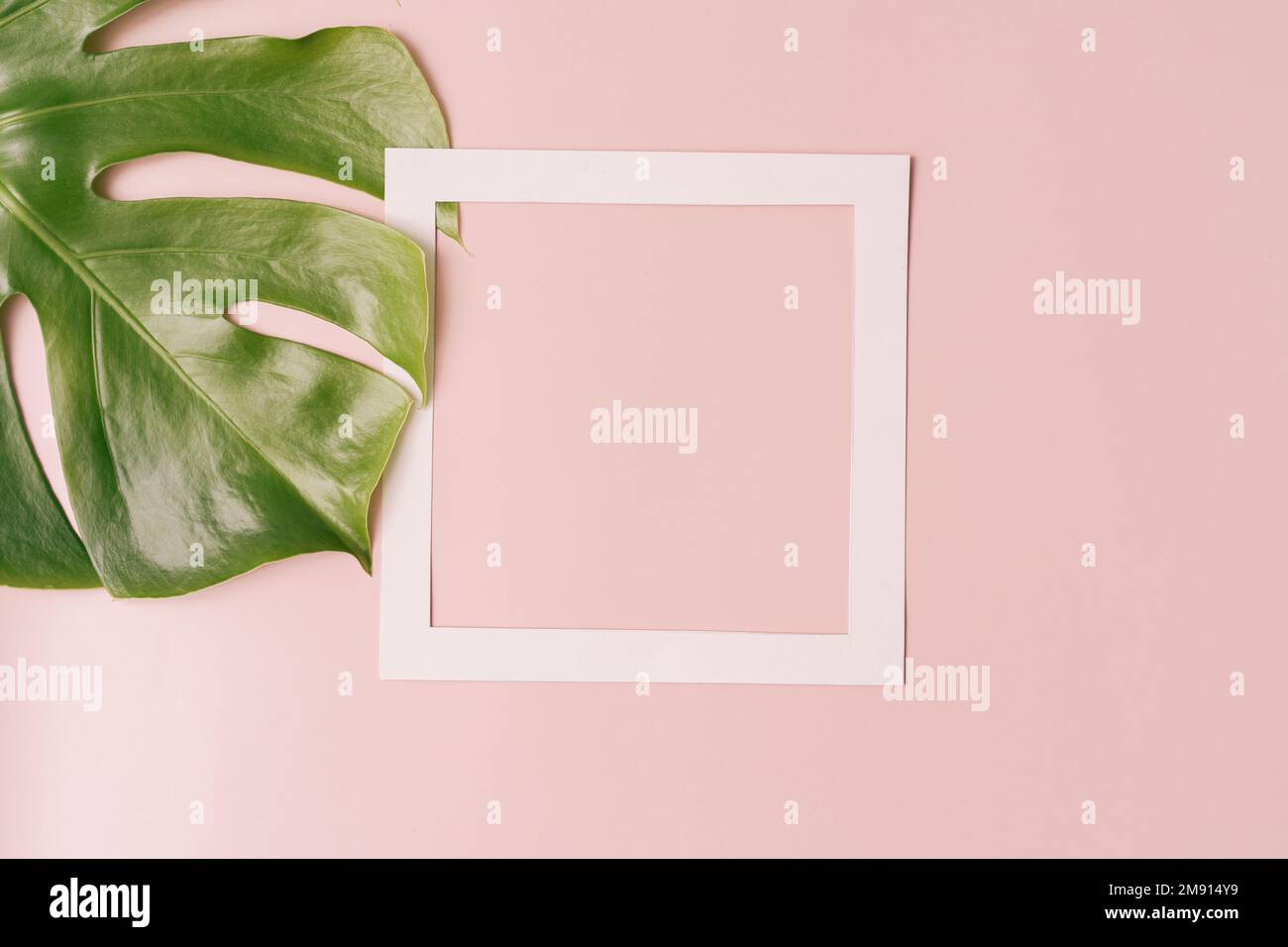 Cornice quadrata vuota su sfondo rosa accanto alla foglia di mostera Foto Stock