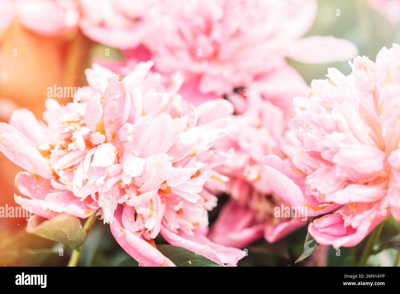 Sfondo floreale da un cespuglio di peonie viola Foto Stock