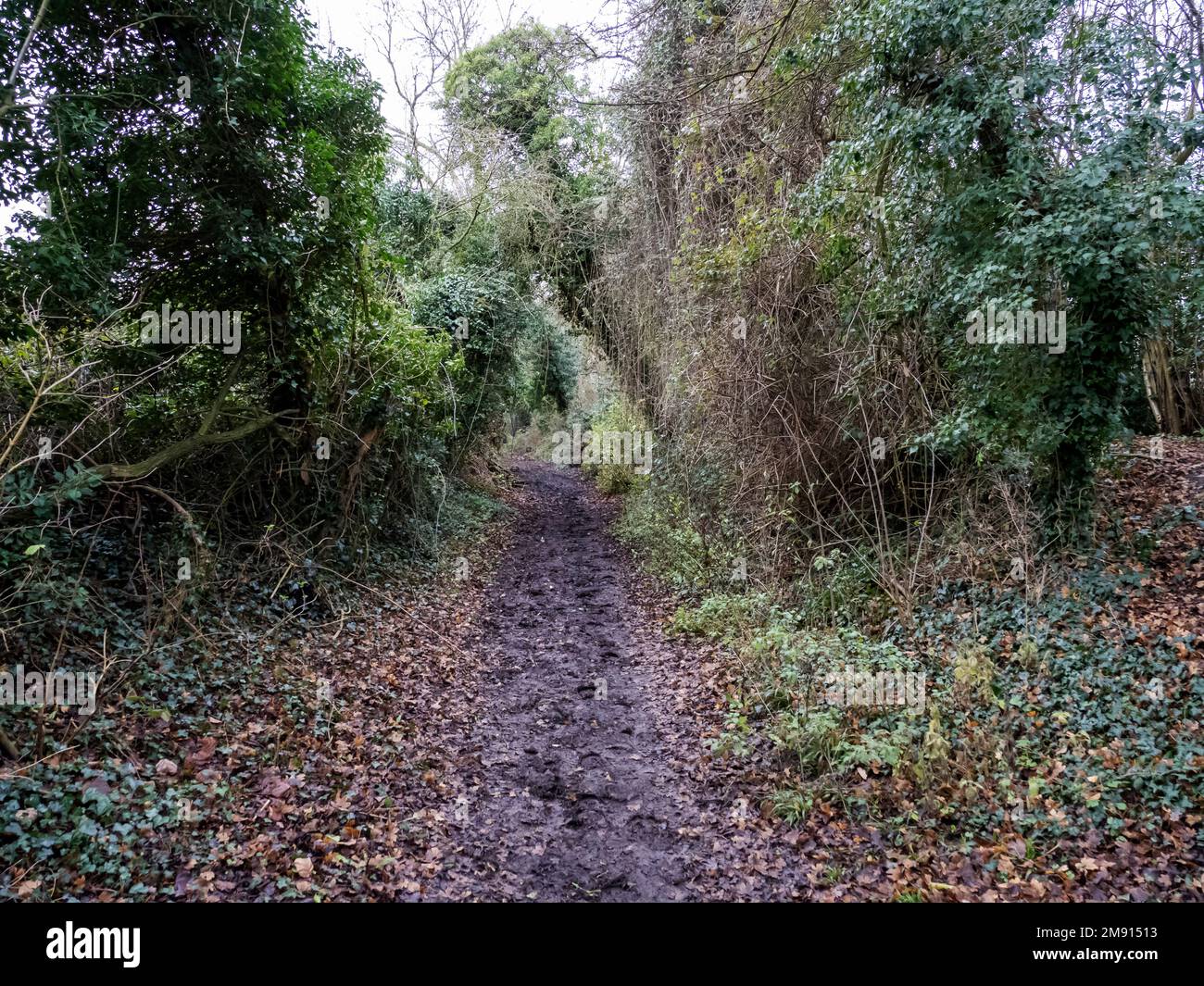 Un sentiero tra alberi in Quorn vicino a Loughborough, Liecestershire, Regno Unito. Foto Stock