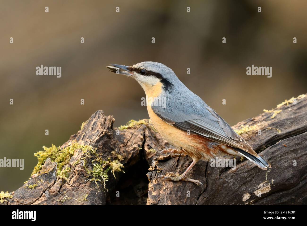 Nuthatch eurasiatico seduto su legno vecchio nella foresta. Con un seme di girasole nel suo becco. Specie del genere Sitta europaea. Trencin, Slovacchia. Foto Stock