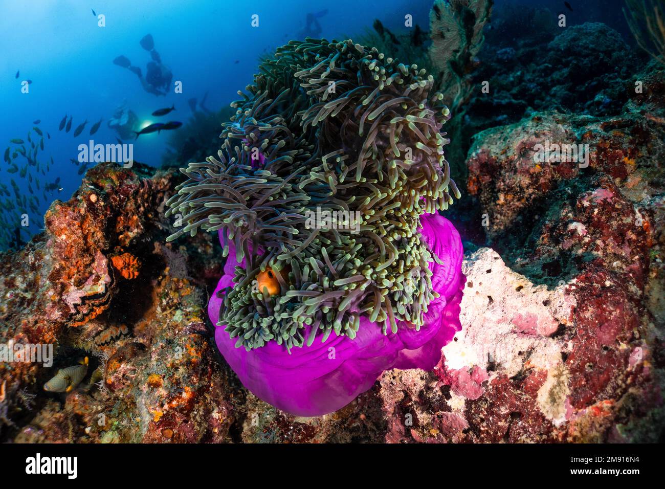 Anemone rosa e pesce pagliaccio Nemo, subacqueo e sole foto trovare fotografia subacquea nemo Foto Stock