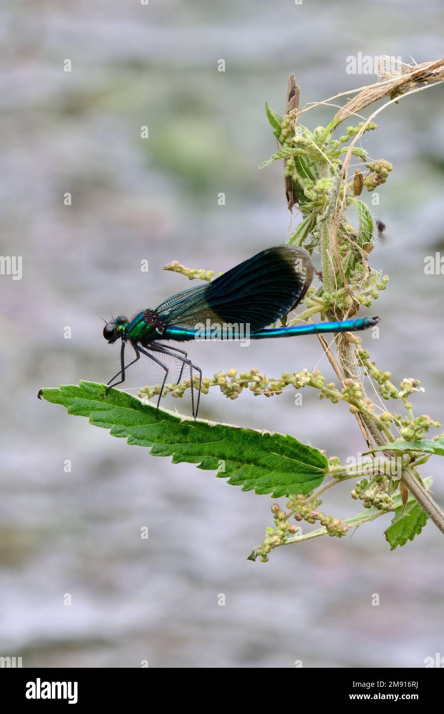 Demoiselle a banchetto, Calopteryx splendente damselfly seduto su una foglia d'ortica. Vicino al fiume. Sopra l'acqua. Vista laterale, primo piano. Trencin, Slovacchia. Foto Stock