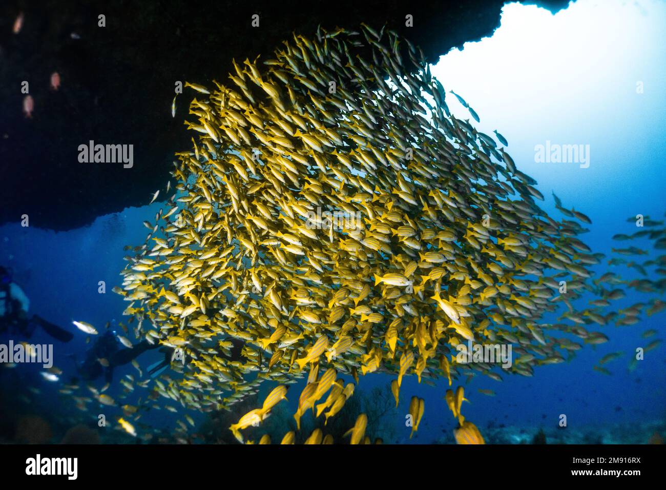 Scuola di pesce serpente a strisce blu in Maldive Kudarah thila Ari atollo Foto Stock