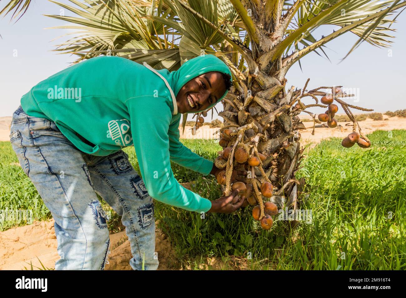 EGITTO - 16 FEBBRAIO 2019: L'uomo locale mostra Doum Palm (Hyphaene thebaica) frutti, Egitto Foto Stock